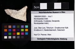 Foto (Objket + Etiketten) von Mundopsidae indet. 